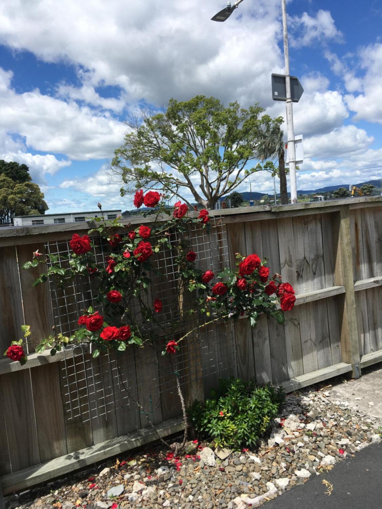 Strand Motel Tauranga Bagian luar foto